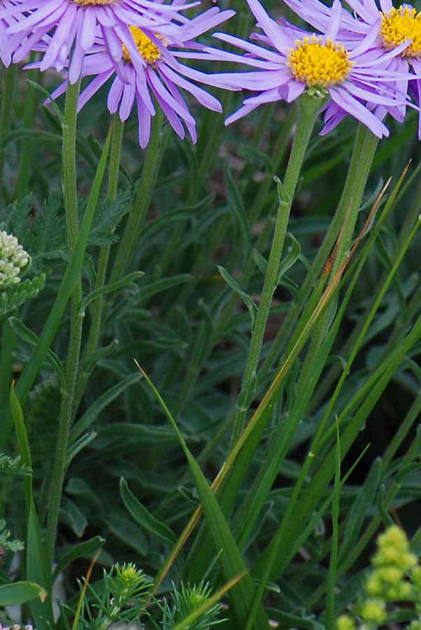 Aster alpinus / Astro alpino